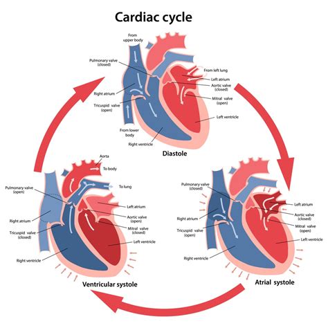 Systole Diastole Graph Get Images