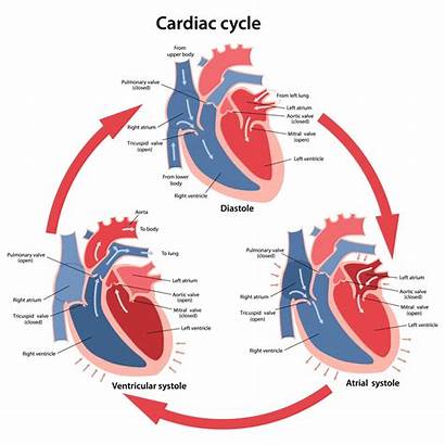 Cardiac Cycle Heart Diagram Biology System Circulatory