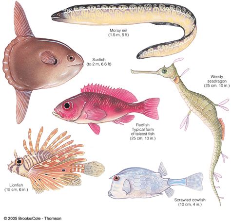 The upper jaw of cartilaginous fish moves independently as it does not connect with skull while in bony fish, the upper jaw is linked to the skull. Example of Chordata | hubpages