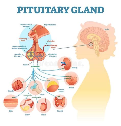 Pituitary Gland Anatomical Vector Illustration Diagram Educational Medical Sche Sponsored
