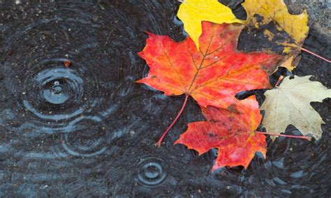 Flood Watch Cancelled For Kawartha Conservation Watershed Area