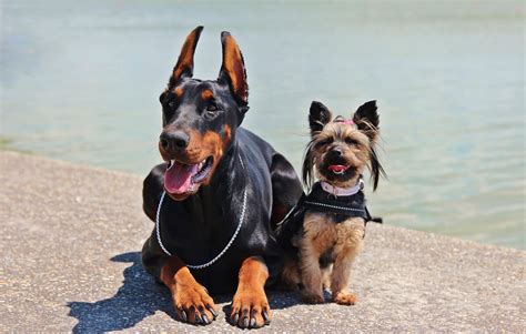 Free Images Dogs Yorkie Vertebrate Dog Breed Doberman Guard Dog