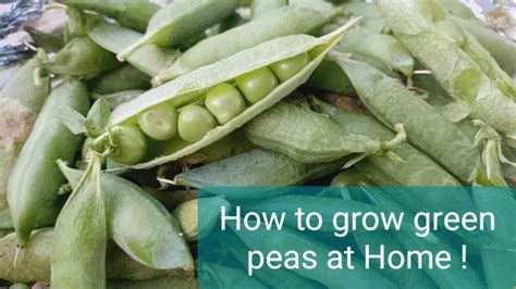 How To Grow Green Peas Easily At Home Youtube