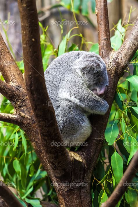 Sleeping Koalas Koala Bear Stock Photo By ©ewastudio 34182063