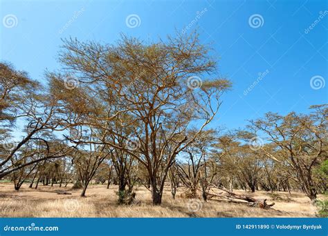 Savannah Landscape In The National Park Of Kenya Stock Photo Image Of