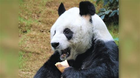 Goodbye An An The Oldest Male Panda Kept In Captivity Has Died At 35