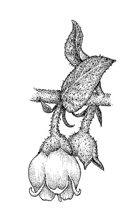 Gaylussacia Bigeloviana Dwarf Huckleberry Go Botany