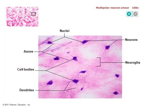 Histology Nervous Tissue Flashcards Quizlet