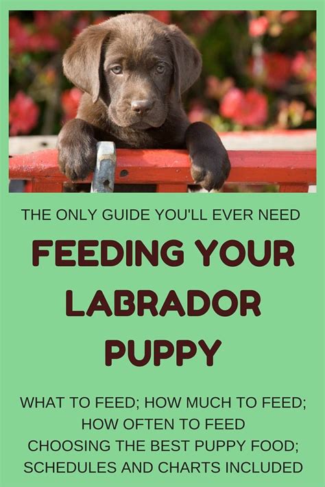 So start them off with eukanuba for a lifetime of extraordinary—satisfaction. Feeding Your Labrador Puppy: How Much, Diet Charts And The ...