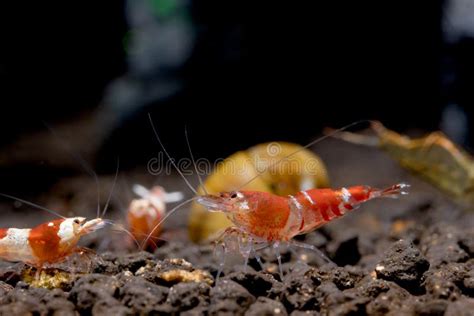 Crystal Red Bee Dwarf Shrimp Look For Food In Aquatic Soil Among The