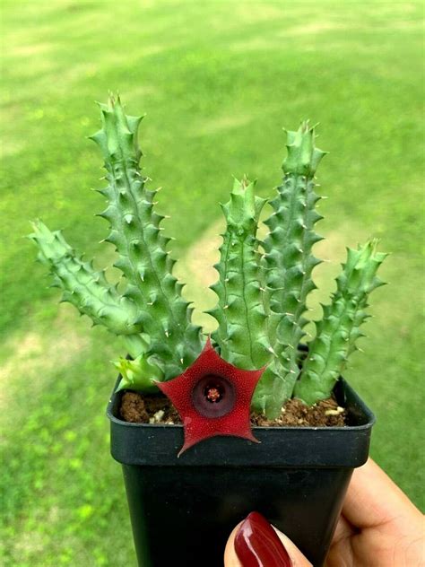 Huernia Schneiderianared Dragon Flower Rare Etsy