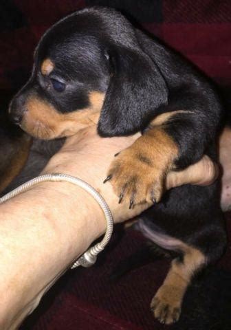 At royal dachshund puppies, we stand behind our guarantee, our customers, and our dogs! Purebred Mini Dachshund Puppies Black & Tan Smooth ...