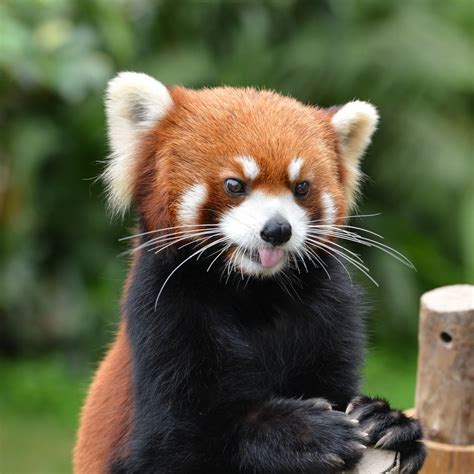 The 30 Cutest Red Panda Photos Best Photography Art Landscapes And