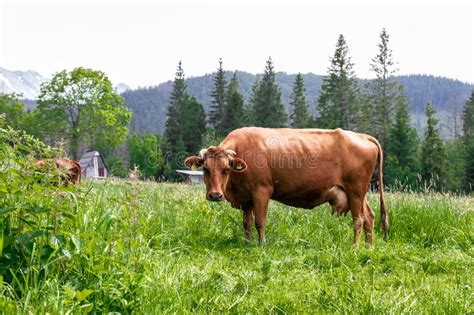 Brown Cows Graze On A Green Meadow In The Summer Stock Image Image Of