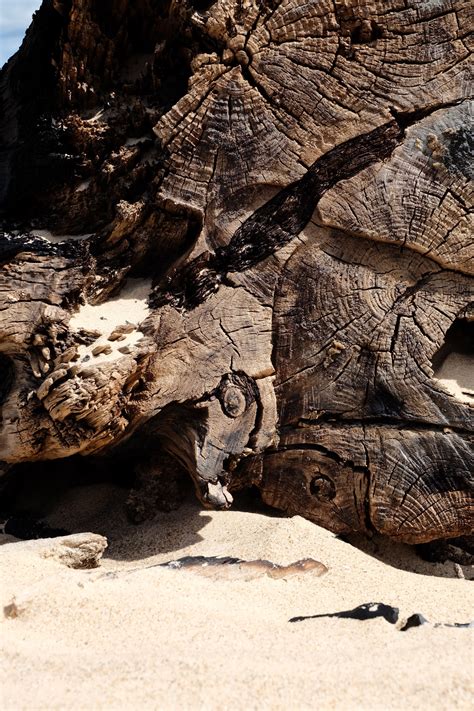 Free Images Beach Landscape Driftwood Sea Coast Tree Water Nature Sand Sky Wood