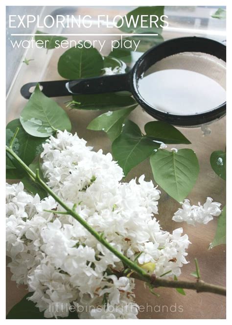 Lasts a year · gorgeous, real roses · touchless delivery Flower Sensory Play Preschool Science Water Sensory Bin