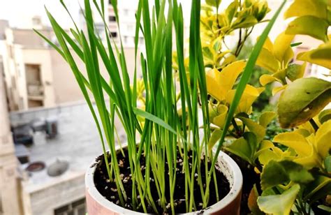 How To Grow Wheatgrass Microgreens Successfully