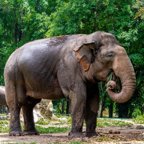 350 Gajah Sumatra Foto Stok Potret And Gambar Bebas Royalti Istock