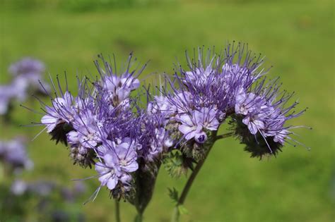 Polyculture Gardening A Healthy Brilliant Way To Grow Food Garden