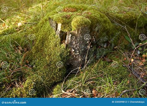 Green Moss On Tree Stump In Forest Stock Photo Image Of Floral