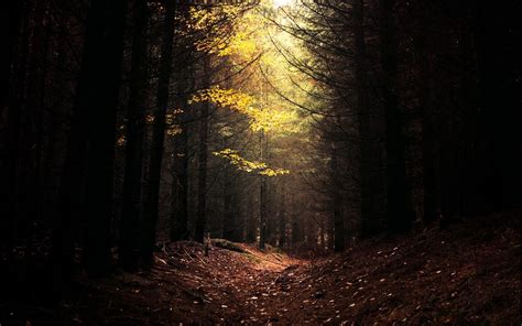 Wallpaper Sunlight Trees Landscape Leaves Dark Night Nature