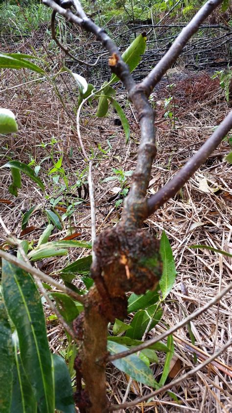 Discover pokok meaning and improve your english skills! Warisan Petani: Pokok Dedalu