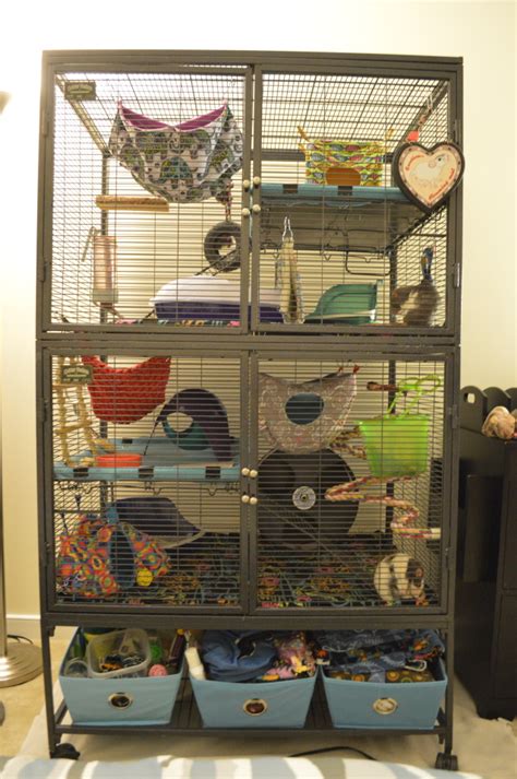 Mischief Managed The Rat Cage Is All Set Up In The New Apartment