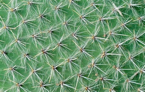 Cactus Texture Background Stock Photo Containing Cactus And Nature