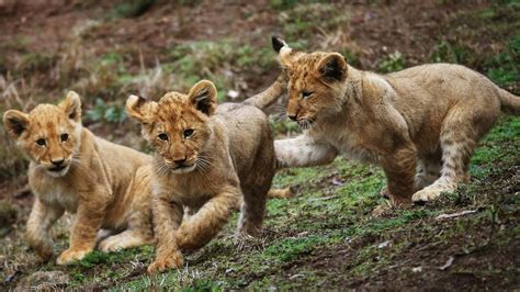 Three Lion Cubs Are The Pride Of Taronga Western Plains Zoo In Dubbo