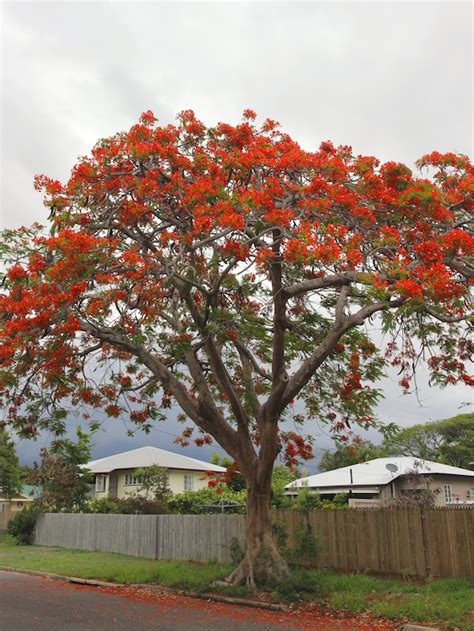 Poinciana Tree In Flower In Townsville