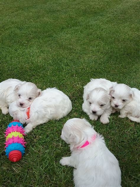 Yorkie Puppies For Sale Near Me Craigslist Just At $550‎ Now