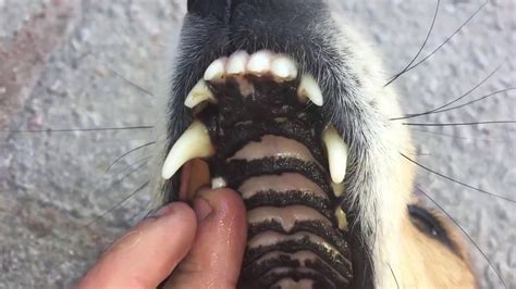 My Dogs Mouth Youtube