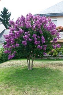 Fruit trees to grow in zone 1. Catawba Crape Myrtle zones 7-9 full-partial sun. This ...