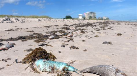 Red Tide On Florida East Coast Affecting More Than Beach Goers