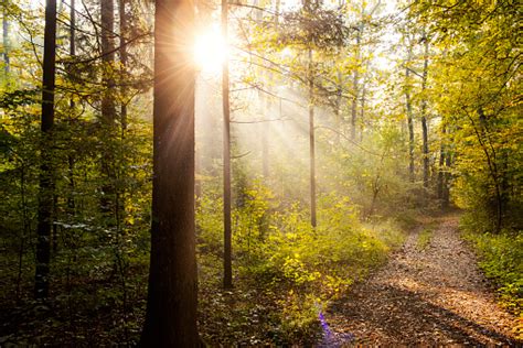 Forest Road In Autumn Morning Stock Photo Download Image Now Istock