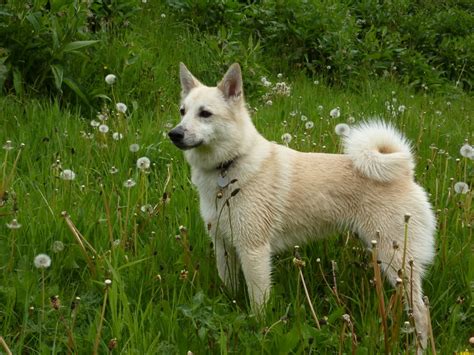 Norwegian Buhund Breed Guide Learn About The Norwegian Buhund