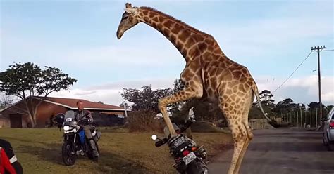 Is This Giraffe Really Trying To Have Sex With A Motorbike Mirror Online