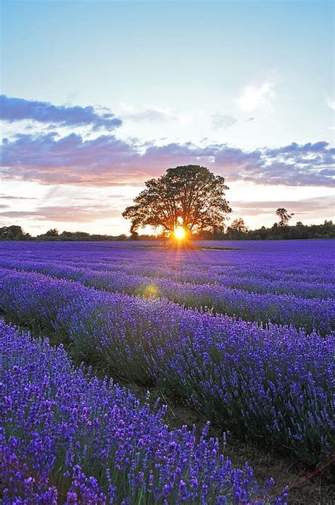 Sunset Over Lavender Field 3 Lavender Fields Beautiful Flowers