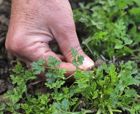 How To Plant Grow And Harvest Parsley The Homesteading Hippy