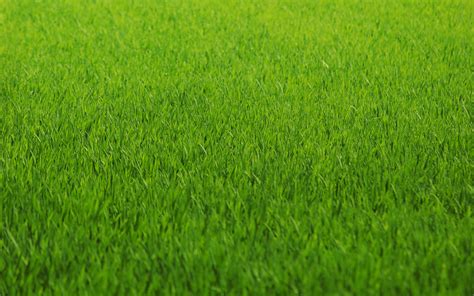 Green Nature Grass Fields Lawn Hd Wallpapers Ramblings Of An Asparagus