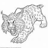 Coloring Bobcat Cat Wild Cartoon Wildcat Realistic Printable Cats Adult Getcoloringpages Abstract sketch template