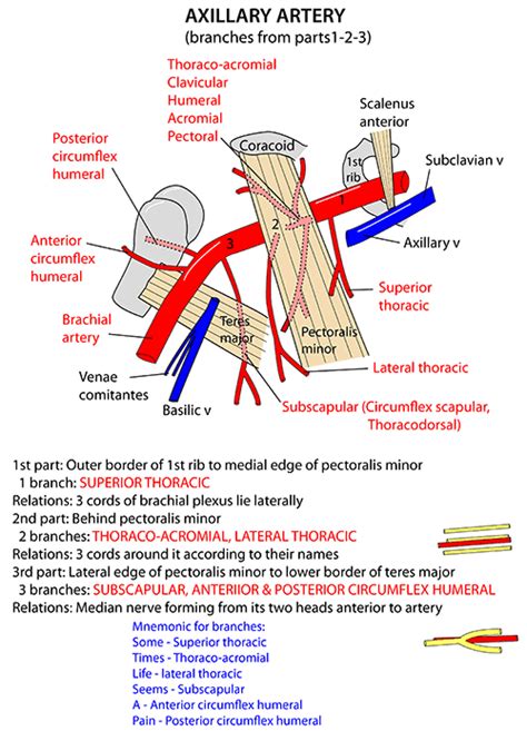 Instant Anatomy Upper Limb Vessels Arteries Axillary Artery