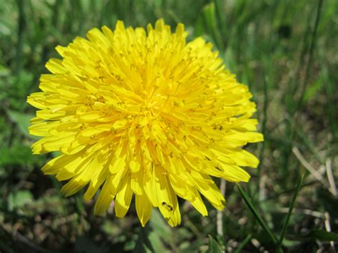 Do you still keep in touch with dave? 5 Non-GMO Edible Plants In Your Back Yard : Eat Weeds, Not ...