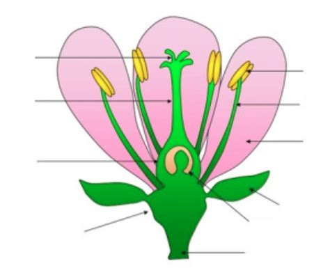 Insect Pollinated Flower Diagram And Adaptions Diagram Quizlet