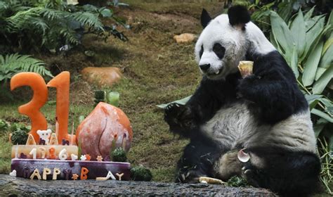 Worlds Oldest Male Panda Dies At 35 Live Science