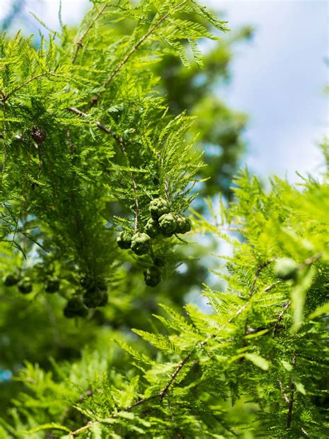 It is popularly supposed that a ghost will appear where a willow grows. Cypress Tree Info - How To Care For Cypress Trees