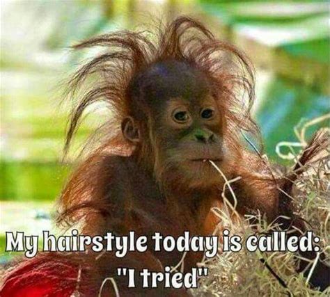 The 25 Best Bad Hair Day Meme Ideas On Pinterest Bad Hair Day Funny