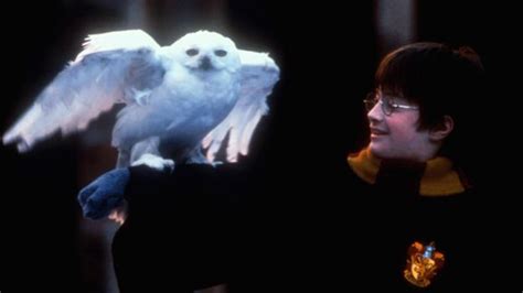 Norfolk Snowy Owl Attracts Harry Potter Fans And Birdwatchers Bbc News