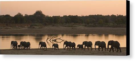 Elephants Panorama Canvas Print Canvas Art By Johan Elzenga