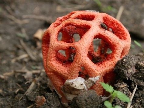 Clathrus Ruber Commonly Known As The Latticed Stinkhorn Basket